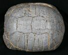 Nice Fossil Tortoise (Stylemys) - South Dakota #31517-1